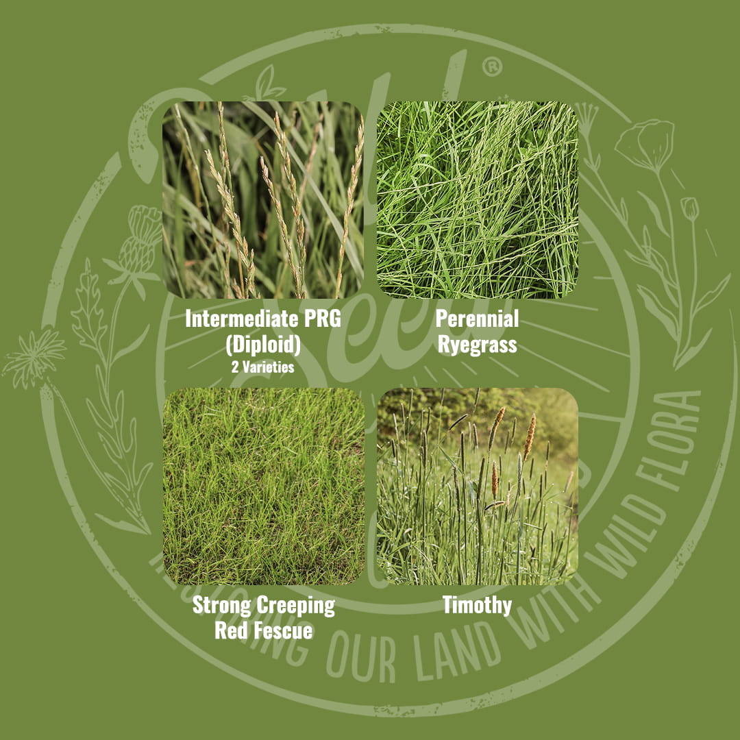 Mix specification for Wild Seed Scotland’s Galloping Grass Seed Mix featuring Horse & Pony Paddock Grass Seed Mix. A picture of each grass grown labelled as: Intermediate Perennial Ryegrass (Diploid), Perennial Ryegrass, Strong Creeping Red Fescue, Timothy. Which is grass seed agricultural, agricultural grass seed, grass seed agriculture, agriculture grass seed, grass seed for horses, grass seed for paddocks, grass seed horses.
