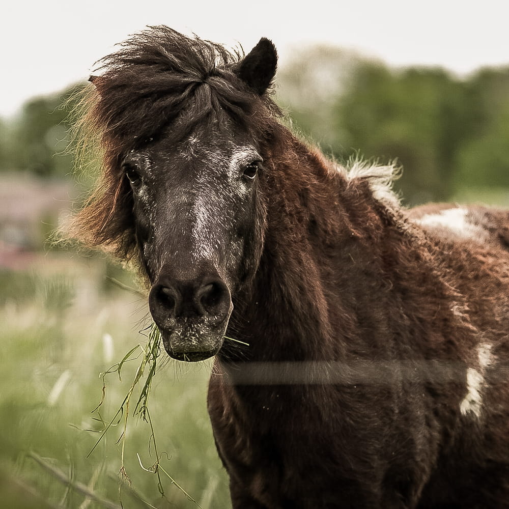 Pony with a blade of grass in their mouth showcasing Wild Seed Scotland's Laminitis Grass Seed Mix. Which is grass seed agricultural, agricultural grass seed, grass seed agriculture, agriculture grass seed, grass seed for horses, grass seed for paddocks, grass seed horses.