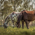 Two horses grazing fresh grass in a field with trees in the background. Showcasing Wild Seed Scotland's grass seed agricultural, agricultural grass seed, grass seed agriculture, agriculture grass seed, grass seed for horses, grass seed for paddocks, grass seed horses.