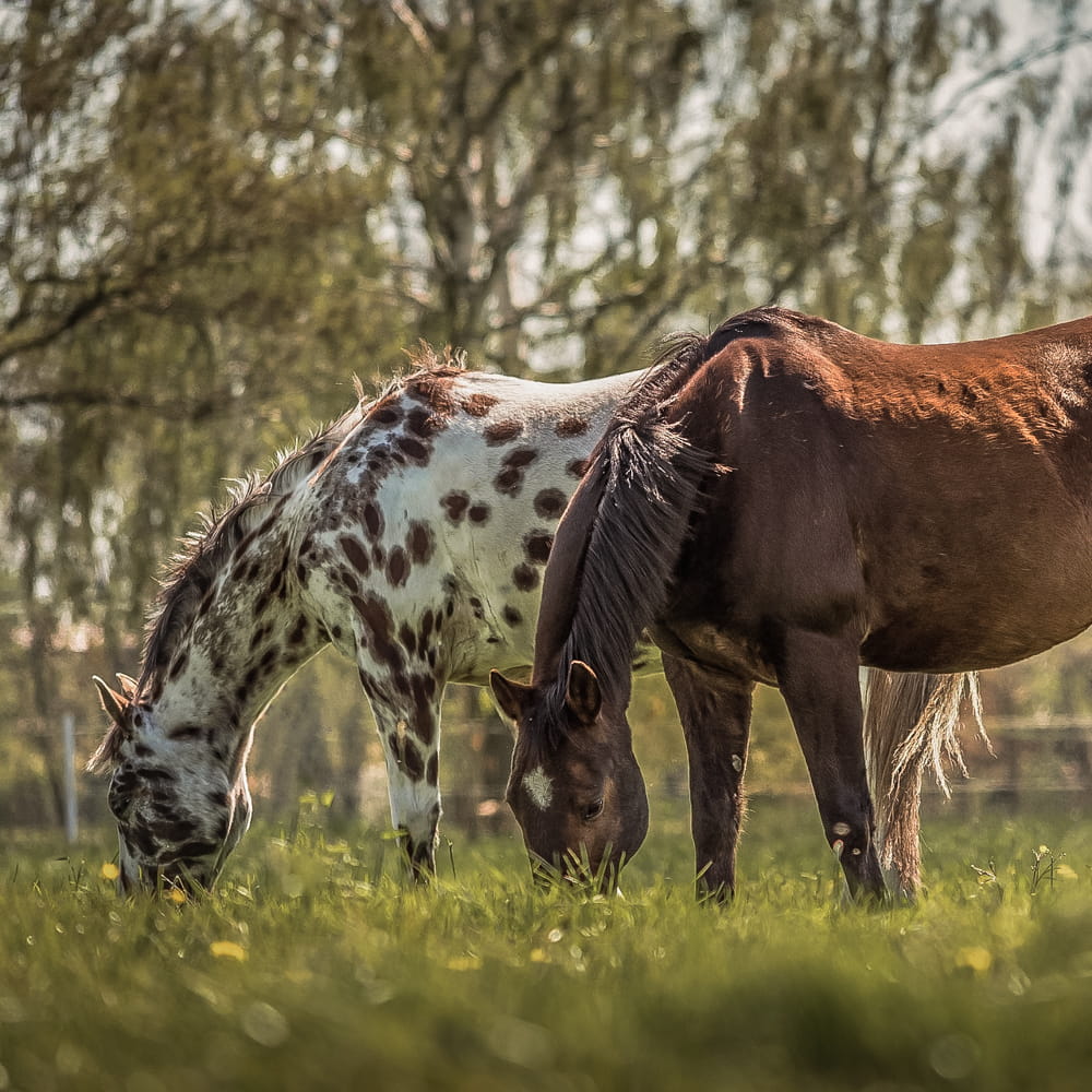 Two horses grazing fresh grass in a field with trees in the background. Showcasing Wild Seed Scotland's grass seed agricultural, agricultural grass seed, grass seed agriculture, agriculture grass seed, grass seed for horses, grass seed for paddocks, grass seed horses.