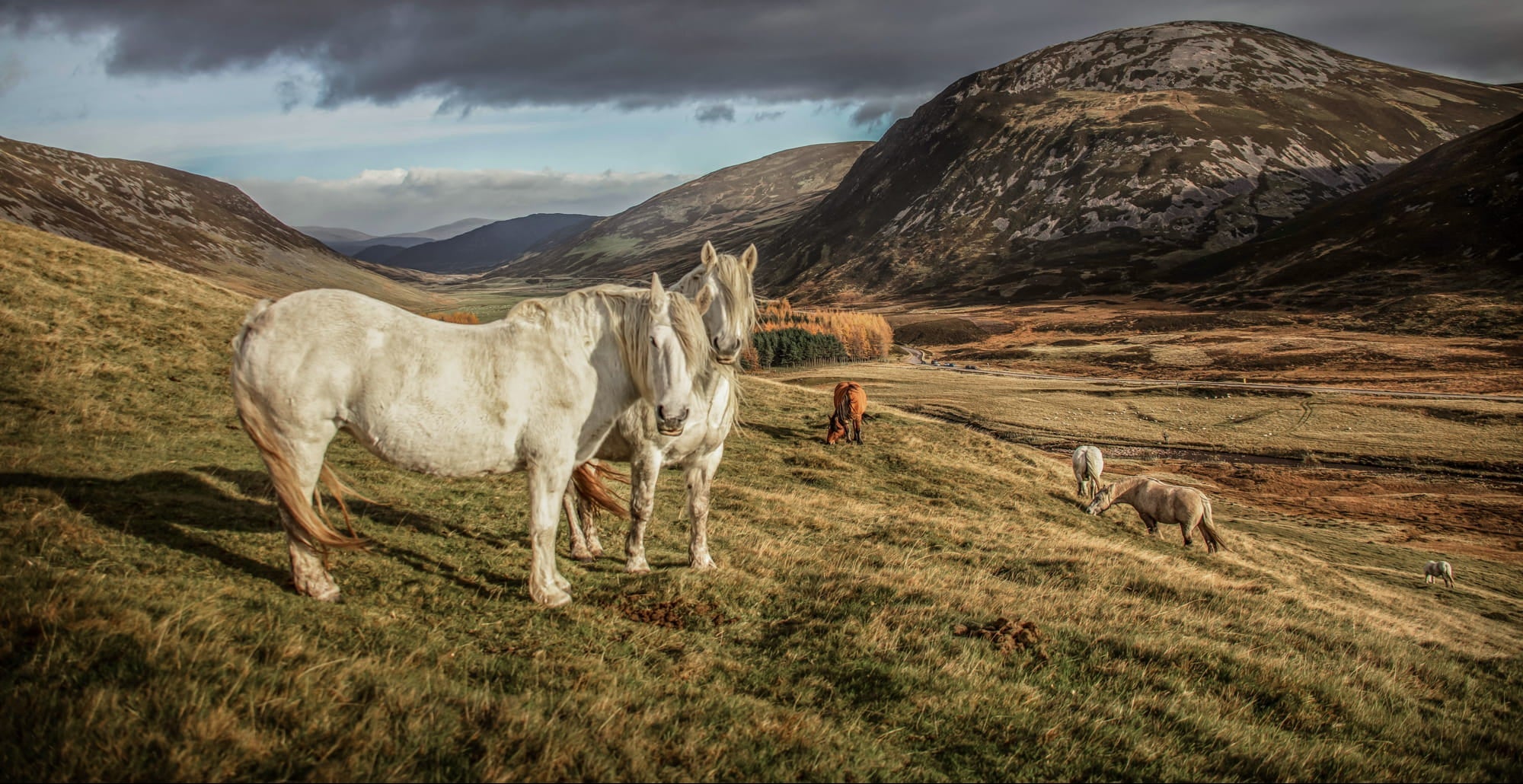 Two white horses standing in a grassy field with mountains in the background in Scotland. Showcasing Wild Seed Scotland's  grass seed agricultural, agricultural grass seed, grass seed agriculture, agriculture grass seed, grass seed for horses, grass seed for paddocks, grass seed horses.