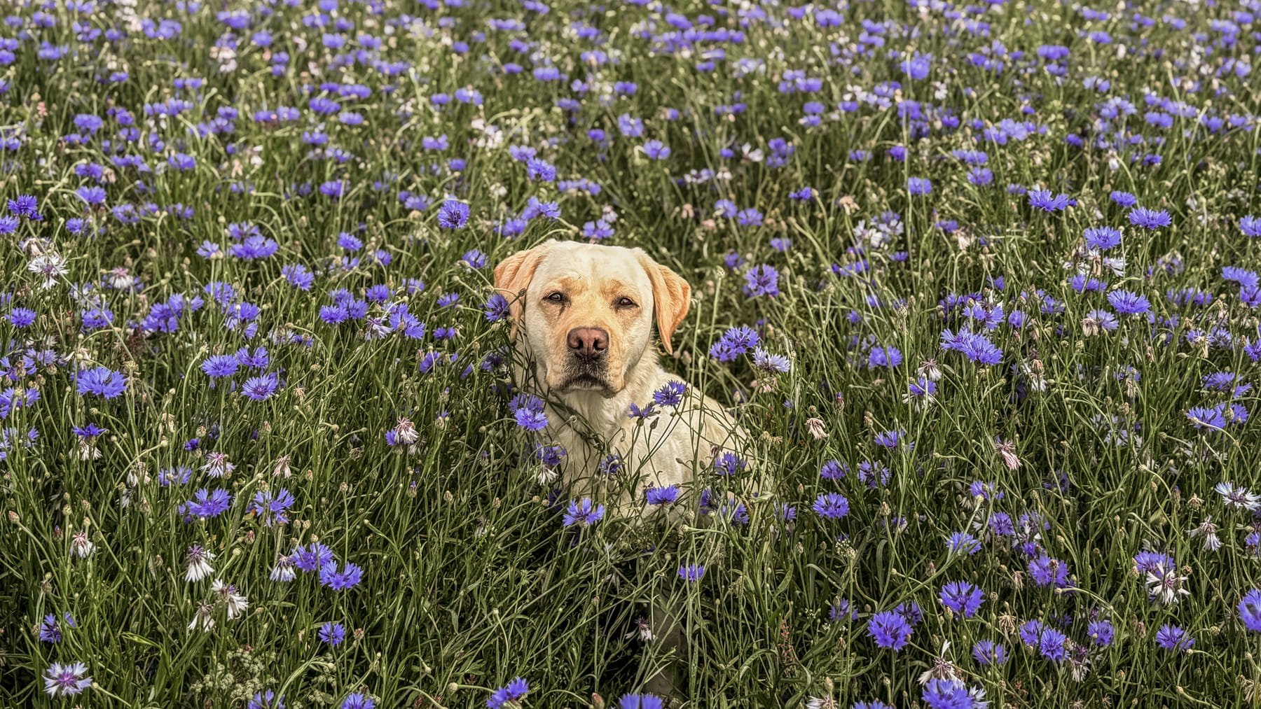 Dog sitting in a field of purple cornflowers flowers in Scotland. Showcasing wildflower with grass seed, british wild flower seeds, british wildflower seeds, wildflower mixes, mixed wildflower seeds, uk wildflower seeds, wildflower meadows, wildflower meadow, universal wildflower mix, meadow with wildflowers.