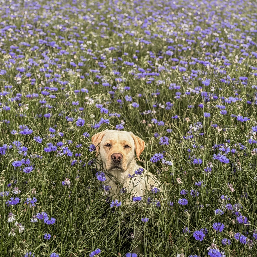 A Labrador sitting in the middle of blooming Cornflower field in Scotland.