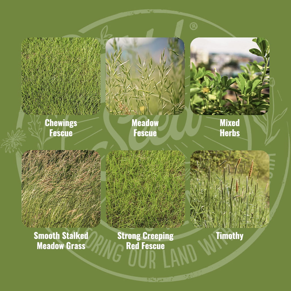 Mix specification for Wild Seed Scotland's Happy Hooves Grass Seed Mix featuring Laminitis Grass Seed Mix. A picture of each grass grown labelled as: Chewings Fescue, Meadow Fescue, Mixed Herbs, Smooth Stalked Meadow Grass, Strong Creeping Red Fescue and Timothy.