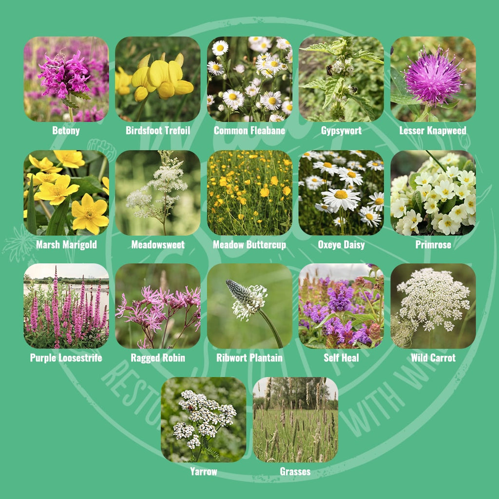 Mix specification for Wild Seed Scotland's Marshland Medley featuring Wetland Pond Edge Meadow Wildflower Mix. A picture of each wildflower in bloom and labelled as: Betony, Birdsfoot Trefoil, Common Fleabane, Gypsywort, Lesser Knapweed, Marsh Marigold, Meadowsweet, Meadow Buttercup, Oxeye Daisy, Primrose, Purple Loosestrife, Ragged Robin, Ribwort Plantain, Self Heal, Wild Carrot, Yarrow and Grasses.