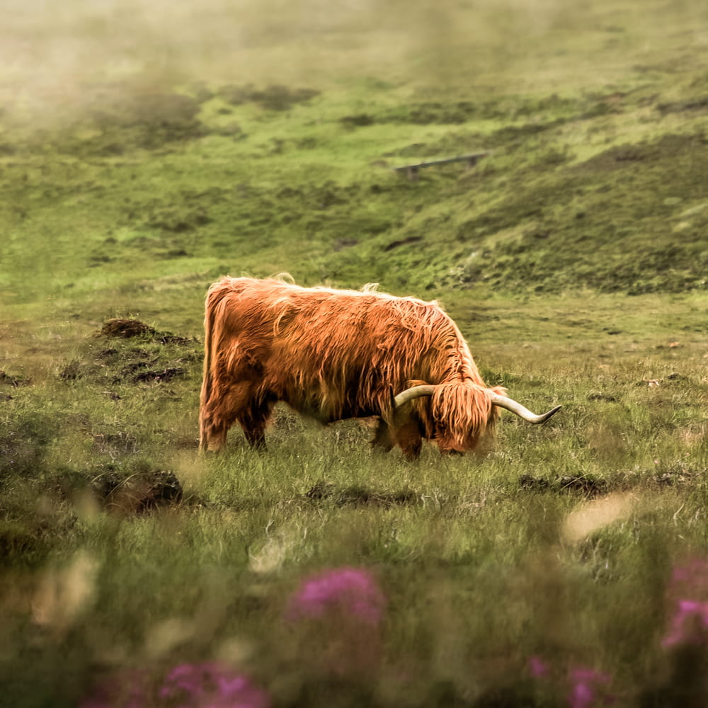 A highland cow grazing on fresh green hills to showcase bespoke seed mixture, grass seed agricultural, agricultural grass seed, british wild flower seeds, british wildflower seeds, wildflower mixes, amenity lawn seed, lawn seed, grass lawn seed.