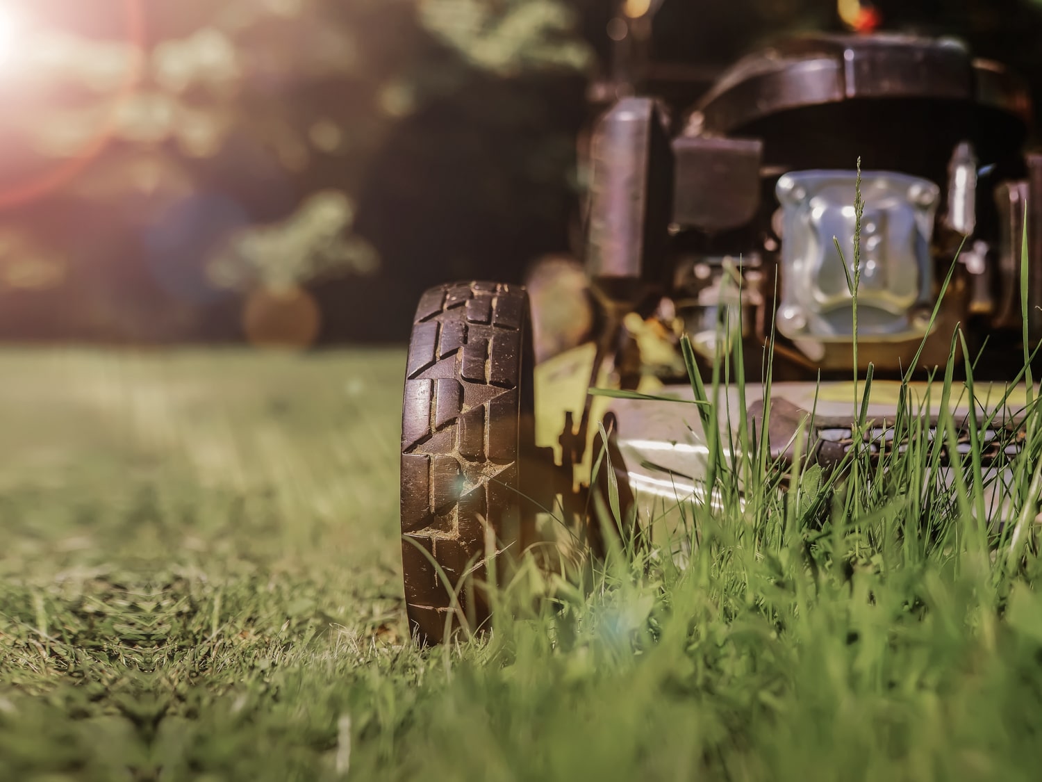 Mowing a freshly green lawn made from grass seed and grass lawn seed.