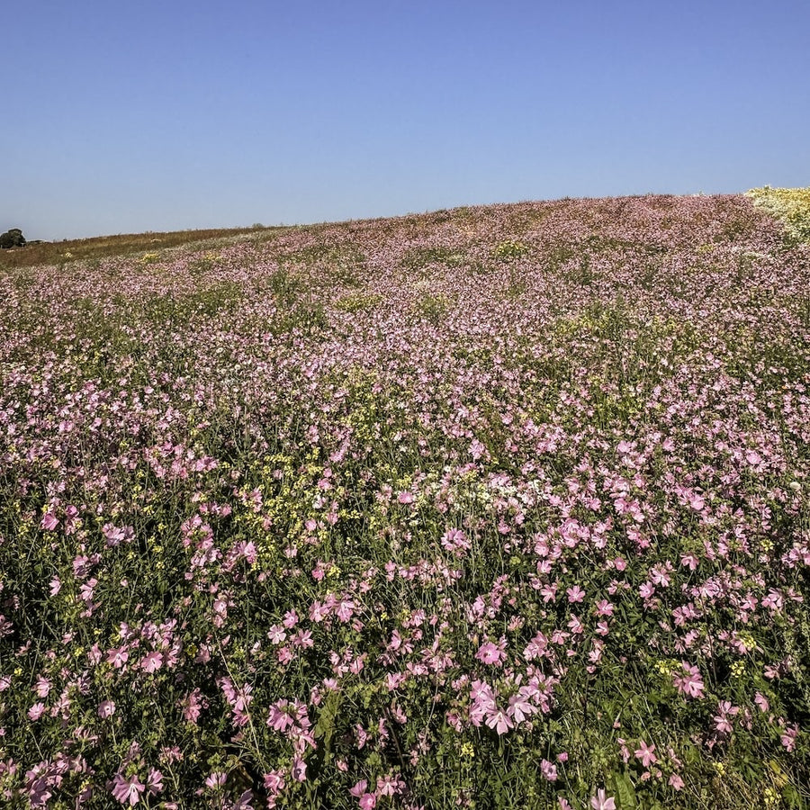 A Scottish Field with Musk Mallow wildflowers blooming under a clear blue sky.