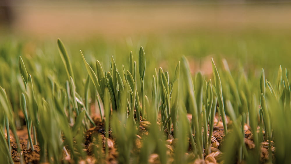 Close-up of young grass blades growing in a field with overseeding new lawn seed. Showcasing amenity lawn seed, grass lawn seed, lawn grass seed, garden grass seed, seed mixtures, amenity grass, sport grass seed, grass seed on football pitch, sowing grass, growing a lawn from seed, growing grass from seed, grass seed planting.