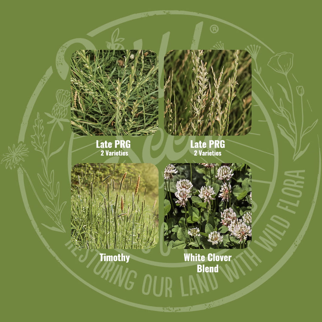Mix specification for Wild Seed Scotland's Permanent Pasture Farming Grass Seed Mix featuring Long Term Grazing Agricultural Grass Seed Mix. A picture of each grass grown labelled as: Late Perennial Ryegrass (Diploid), Late Perennial Ryegrass (Tetraploid), Timothy and White Clover Blend. Which is grass seed agricultural, agricultural grass seed, grass seed agriculture, agriculture grass seed, grass seed for horses, grass seed for paddocks, grass seed horses.