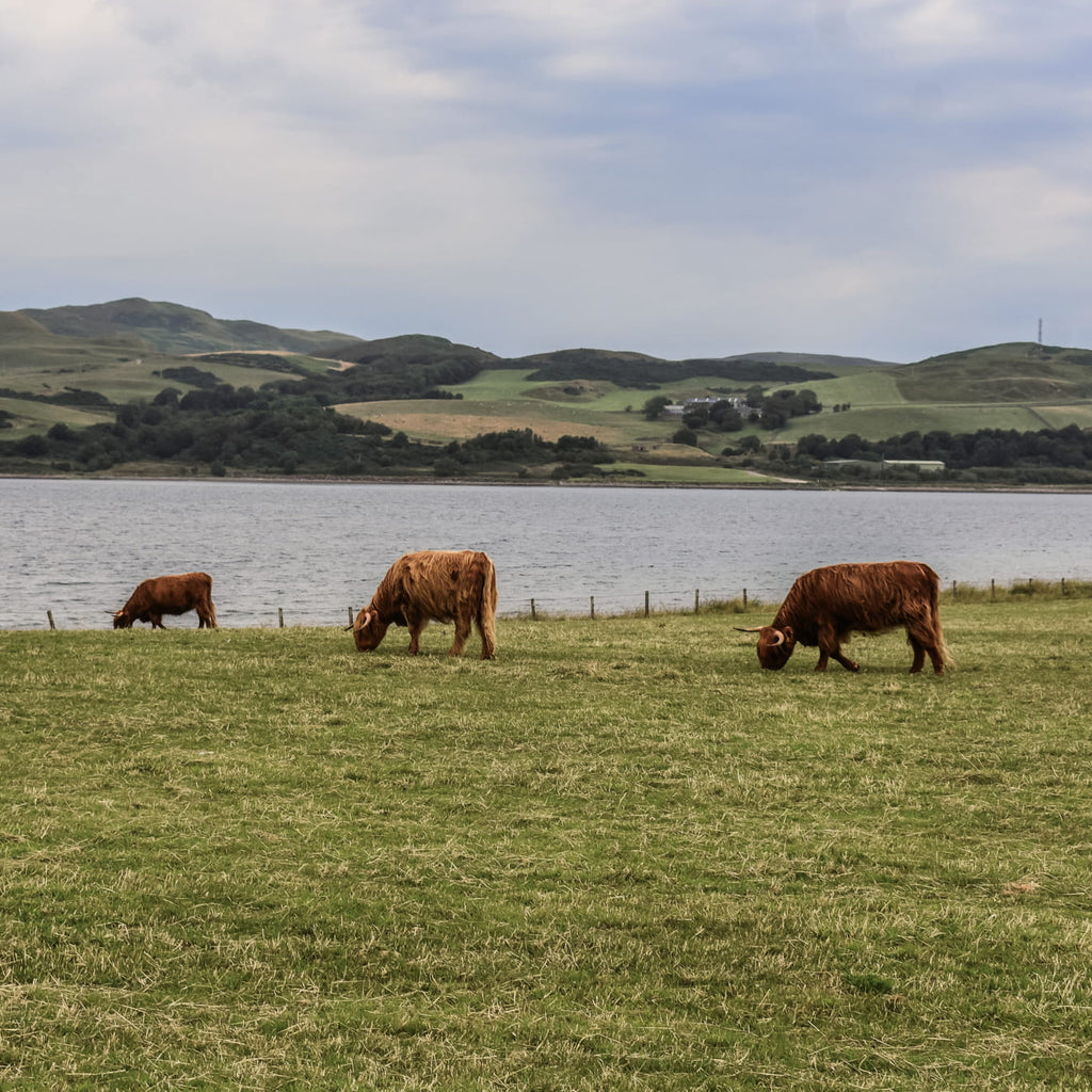 Three highland cows by a lake grazing in a pasture in Scotland showcasing our Permanent Pasture Farming Grass Seed Mix. Including Late Perennial Ryegrass (Diploid), Late Perennial Ryegrass (Tetraploid), Timothy and White Clover Blend creating a Long Term Grazing Agricultural Grass Seed Mix.