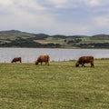 Three highland cows by a lake grazing in a pasture in Scotland showcasing our Permanent Pasture Farming Grass Seed Mix. Including Late Perennial Ryegrass (Diploid), Late Perennial Ryegrass (Tetraploid), Timothy and White Clover Blend creating a Long Term Grazing Agricultural Grass Seed Mix.