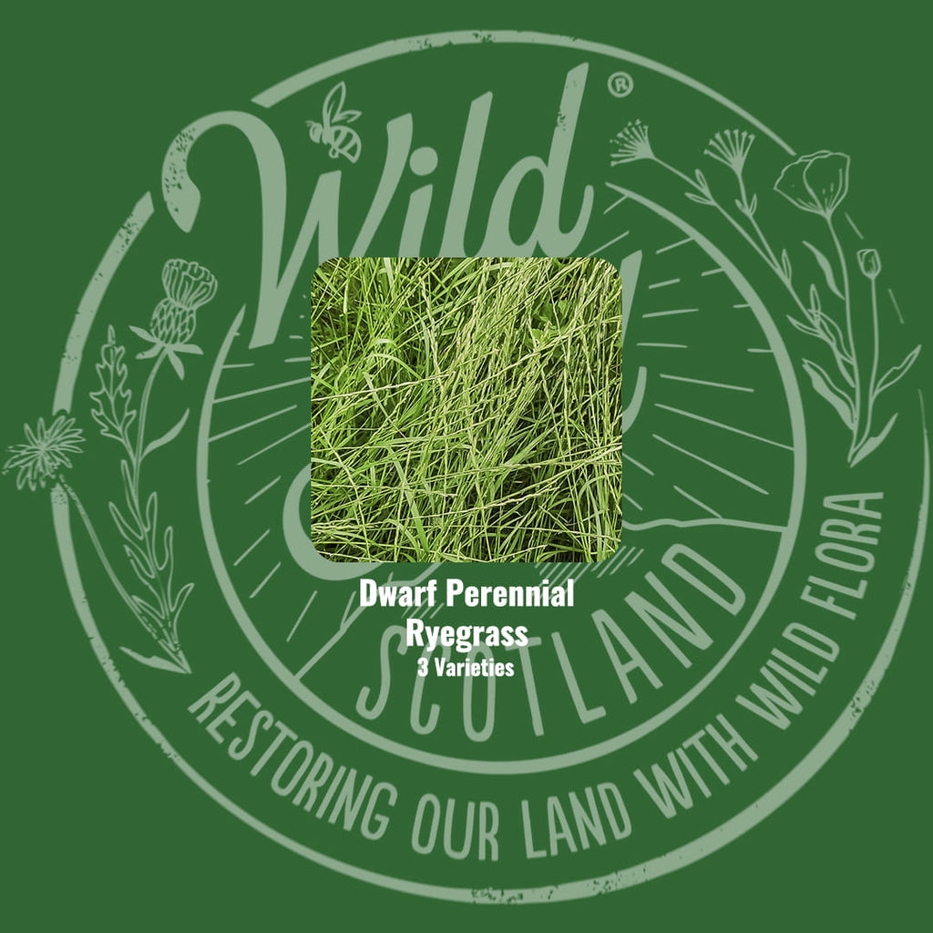 Mix specification for Wild Seed Scotland's Pitch Perfect Turf Sports Grass Seed Mix featuring PRG Sports Grass Seed Mix. A picture of each grass grown labelled as: Dwarf Perennial Ryegrass.