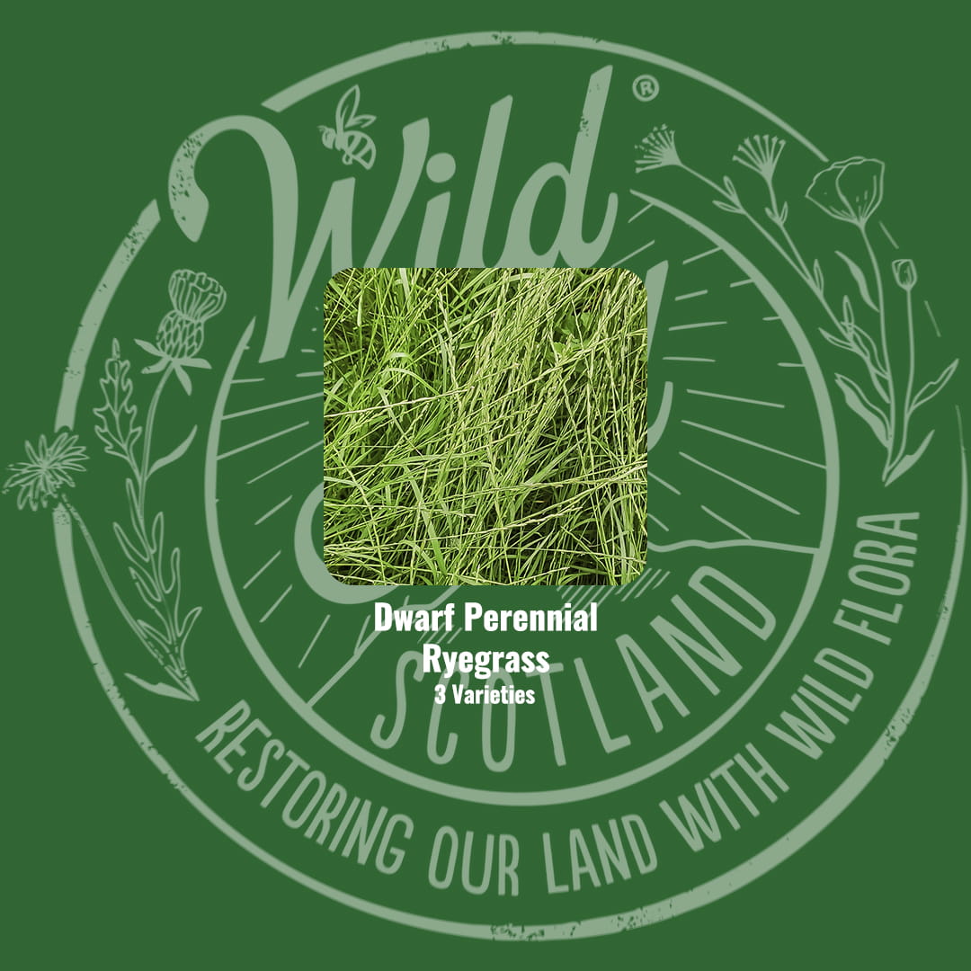 Mix specification for Wild Seed Scotland's Pitch Perfect Turf Sports Grass Seed Mix featuring PRG Sports Grass Seed Mix. A picture of each grass grown labelled as: Dwarf Perennial Ryegrass.