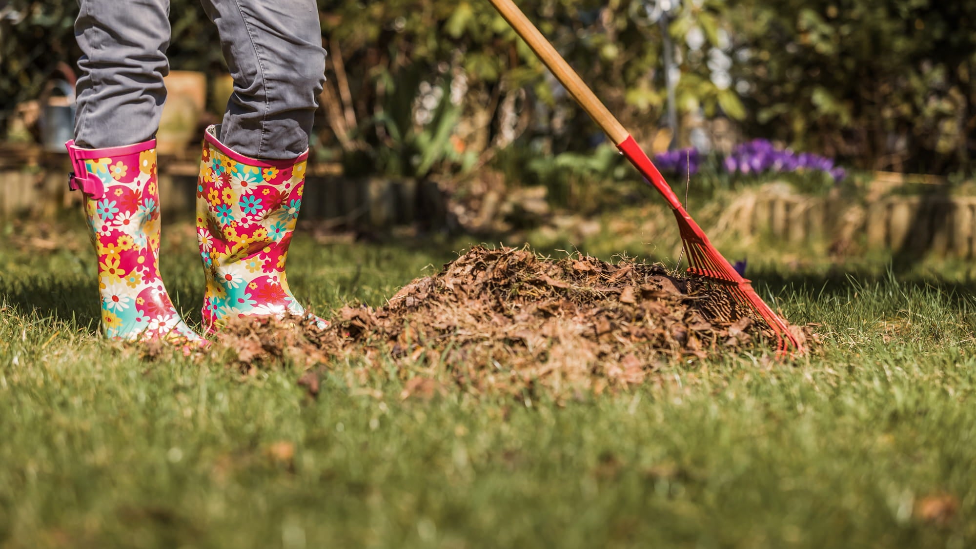 Person wearing colorful rain boots and gardening gloves, standing next to a pile of leaves with a rake on garden lawn. Showcasing amenity lawn seed, grass lawn seed, lawn grass seed, garden grass seed, seed mixtures, amenity grass, sport grass seed, grass seed on football pitch, sowing grass, growing a lawn from seed, growing grass from seed, grass seed planting.