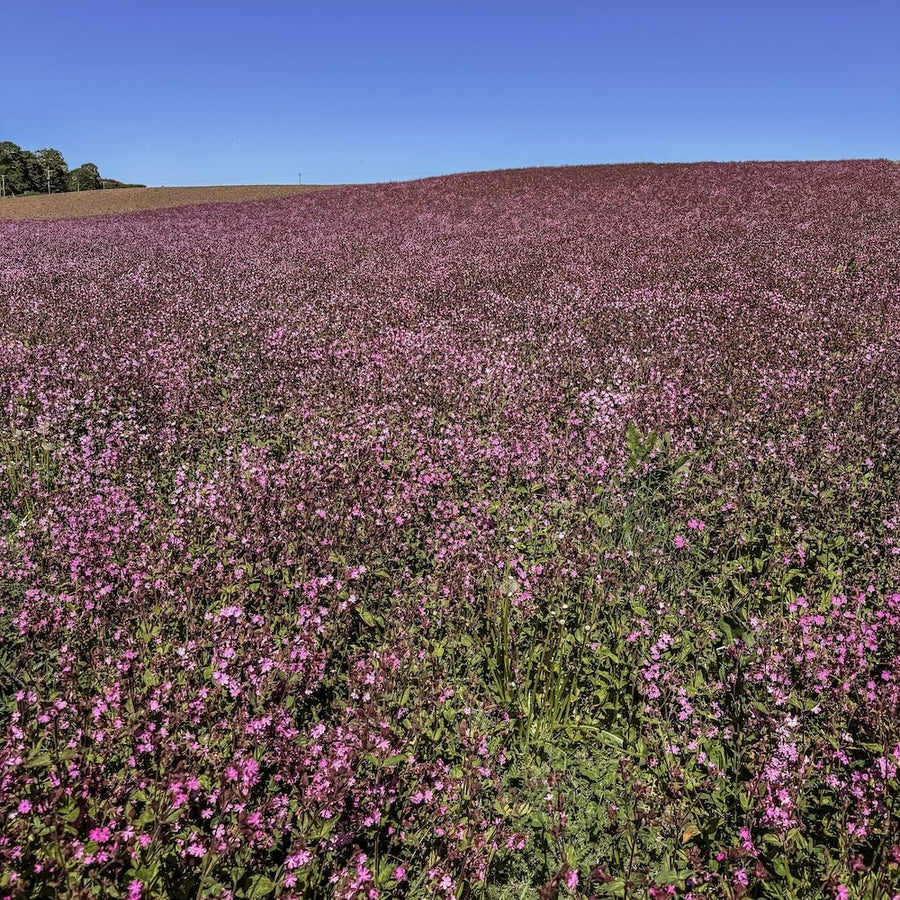 Field of blooming Red Campion under a clear blue sky in a field in Scotland.