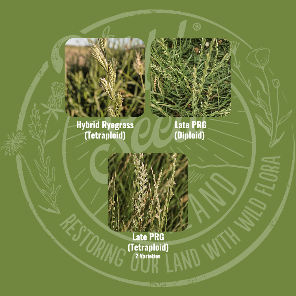 Mix specification for Wild Seed Scotland's Rejuvenation Farming Grass Seed Mix featuring Rejuvenator Agricultural Grass Seed Mix. A picture of each grass grown labelled as: Hybrid Ryegrass (Tetraploid), Late Perennial Ryegrass (Diploid) and Late Perennial Ryegrass (Tetraploid). Which is grass seed agricultural, agricultural grass seed, grass seed agriculture, agriculture grass seed, grass seed for horses, grass seed for paddocks, grass seed horses.