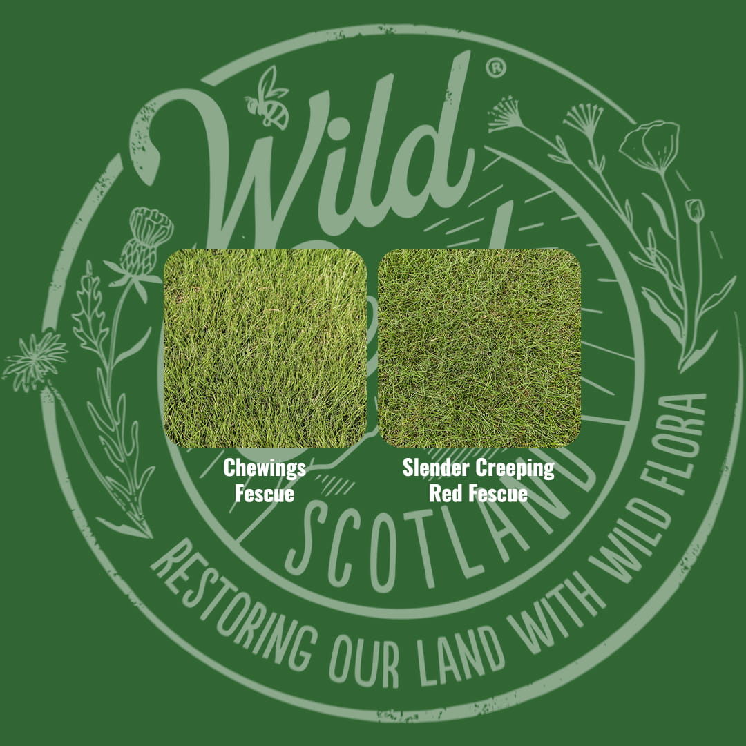 Mix specification for Wild Seed Scotland's Rolling Highlands Sports Grass Seed Mix featuring Fescue Sports Grass Seed Mix. A picture of each grass grown labelled as: Chewings Fescue and Slender Creeping Red Fescue.