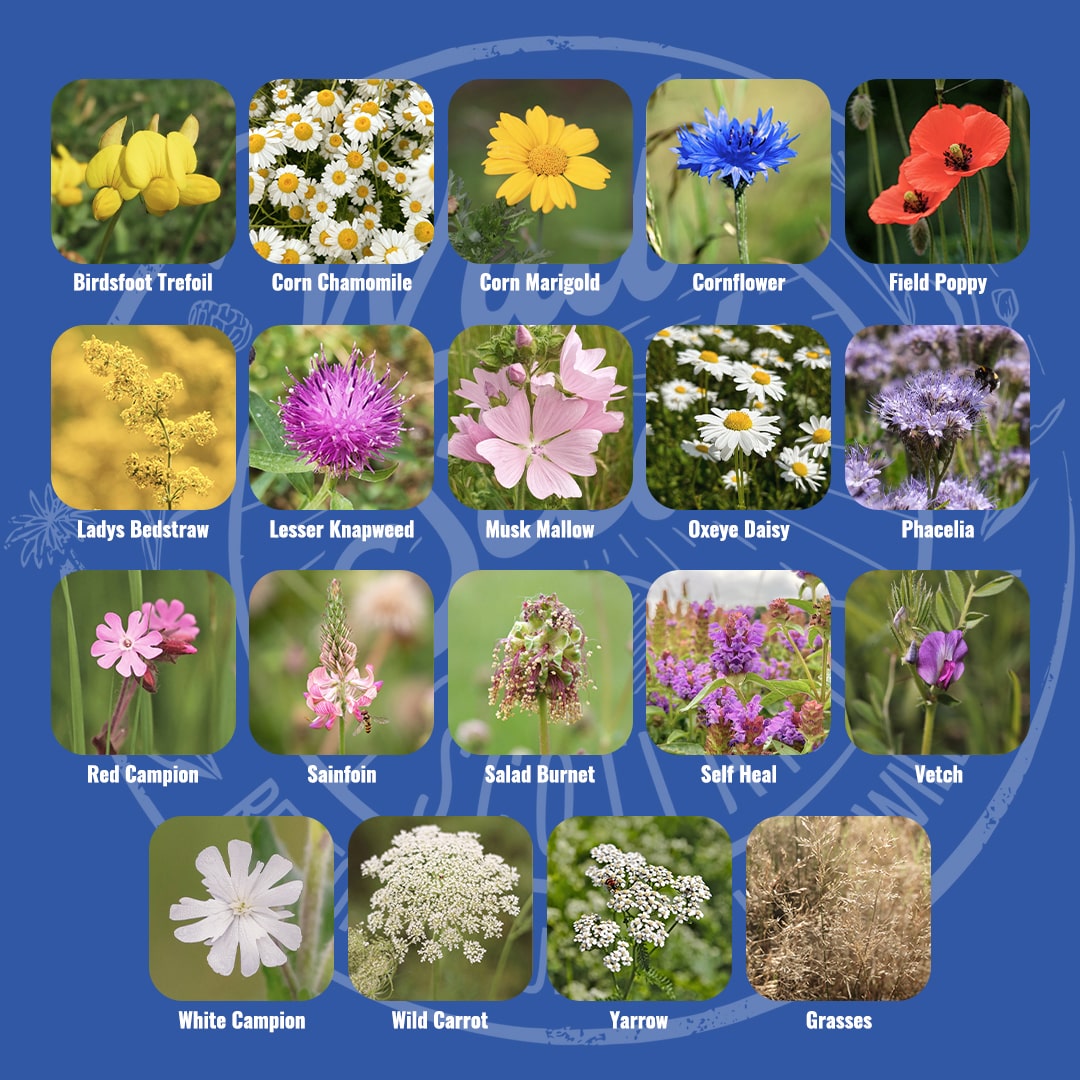 Mix specification for Wild Seed Scotland's Scot's Meadow featuring General Purpose Meadow Wildflower Mix. A picture of each wildflower in bloom and labelled as: Birdsfoot Trefoil, Corn Chamomile, Corn Marigold, Cornflower, Field Poppy, Lady's Bedstraw, Lesser Knapweed, Musk Mallow, Oxeye Daisy, Phacelia, Red Campion, Sainfoin, Salad Burnet, Self Heal, Vetch, White Campion, Wild Carrot, Yarrow and Grasses.