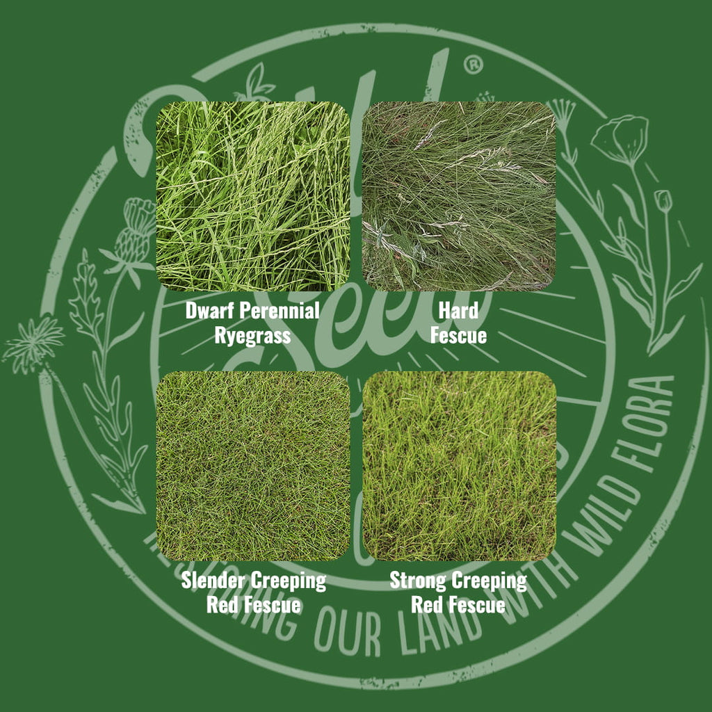 Mix specification for Wild Seed Scotland's Shaded Lawn Amenity Grass Seed Mix featuring Shady Areas Amenity Grass Seed Mix. A picture of each grass grown labelled as: Dwarf Perennial Ryegrass, Hard Fescue, Slender Creeping Red Fescue and Strong Creeping Red Fescue.