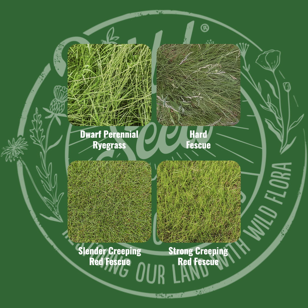 Mix specification for Wild Seed Scotland's Shaded Lawn Amenity Grass Seed Mix featuring Shady Areas Amenity Grass Seed Mix. A picture of each grass grown labelled as: Dwarf Perennial Ryegrass, Hard Fescue, Slender Creeping Red Fescue and Strong Creeping Red Fescue.