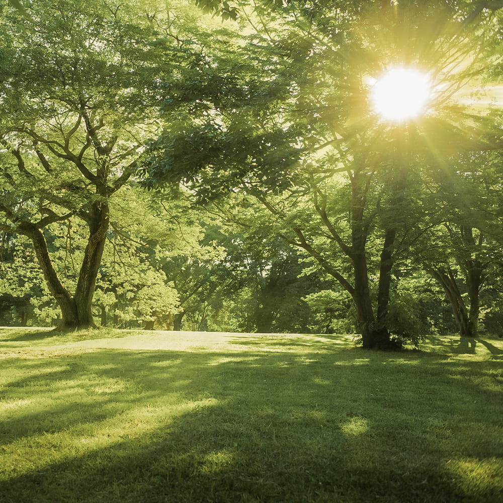 Sunlight filtering through trees in a lush green garden on shady areas amenity grass seed mix inside a wooded area. Showcasing amenity lawn seed, grass lawn seed, lawn grass seed, garden grass seed, seed mixtures, amenity grass, grass seed for shady areas, grass seed for shaded lawns, grass seed shade, lawn seeds for shade.