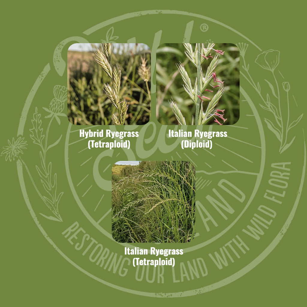 Mix specification for Wild Seed Scotland's Special Silage Farming Grass Seed Mix featuring Hybrid Silage Agricultural Grass Seed Mix. A picture of each grass grown labelled as: Hybrid Ryegrass (Tetraploid), Italian Ryegrass (Diploid) and Italian Ryegrass (Tetraploid). Which is grass seed agricultural, agricultural grass seed, grass seed agriculture, agriculture grass seed, grass seed for horses, grass seed for paddocks, grass seed horses.