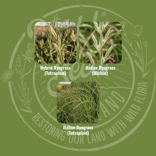 Mix specification for Wild Seed Scotland's Special Silage Farming Grass Seed Mix featuring Hybrid Silage Agricultural Grass Seed Mix. A picture of each grass grown labelled as: Hybrid Ryegrass (Tetraploid), Italian Ryegrass (Diploid) and Italian Ryegrass (Tetraploid). Which is grass seed agricultural, agricultural grass seed, grass seed agriculture, agriculture grass seed, grass seed for horses, grass seed for paddocks, grass seed horses.