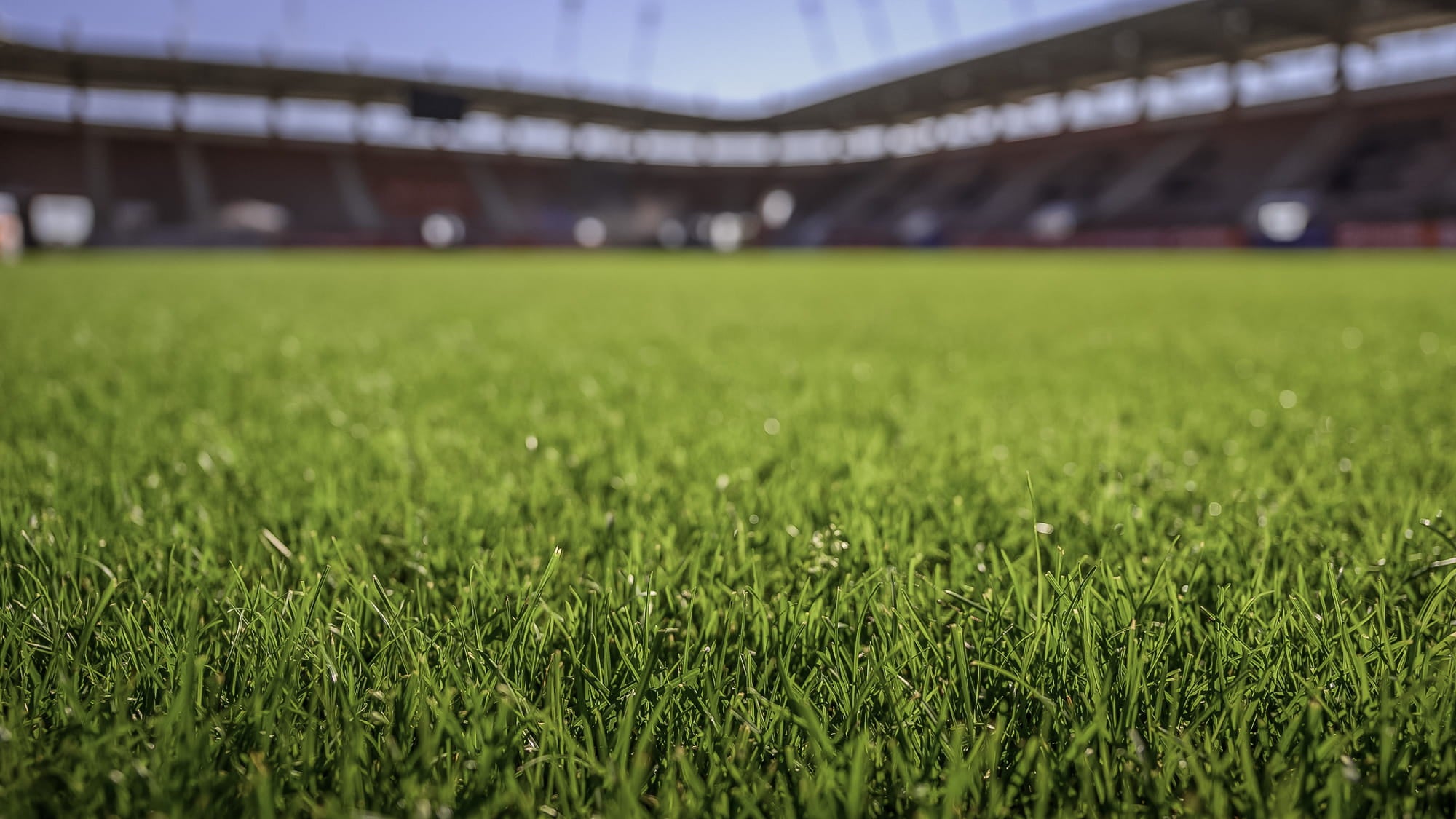 Close-up of fresh grass in a stadium setting with blurred stands in the background. Showcasing our amenity lawn seed, grass lawn seed, lawn grass seed, garden grass seed, seed mixtures, amenity grass, sport grass seed, grass seed on football pitch, football pitch grass, golf greens, golf course grass seed