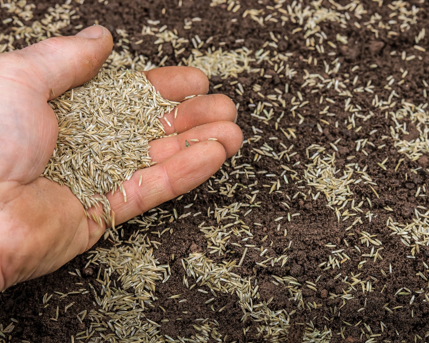 Hand spreading grass lawn seed and grass seed over soil. Showcasing amenity lawn seed, grass lawn seed, lawn grass seed, garden grass seed, seed mixtures, amenity grass, sport grass seed, grass seed on football pitch, sowing grass, growing a lawn from seed, growing grass from seed, grass seed planting.