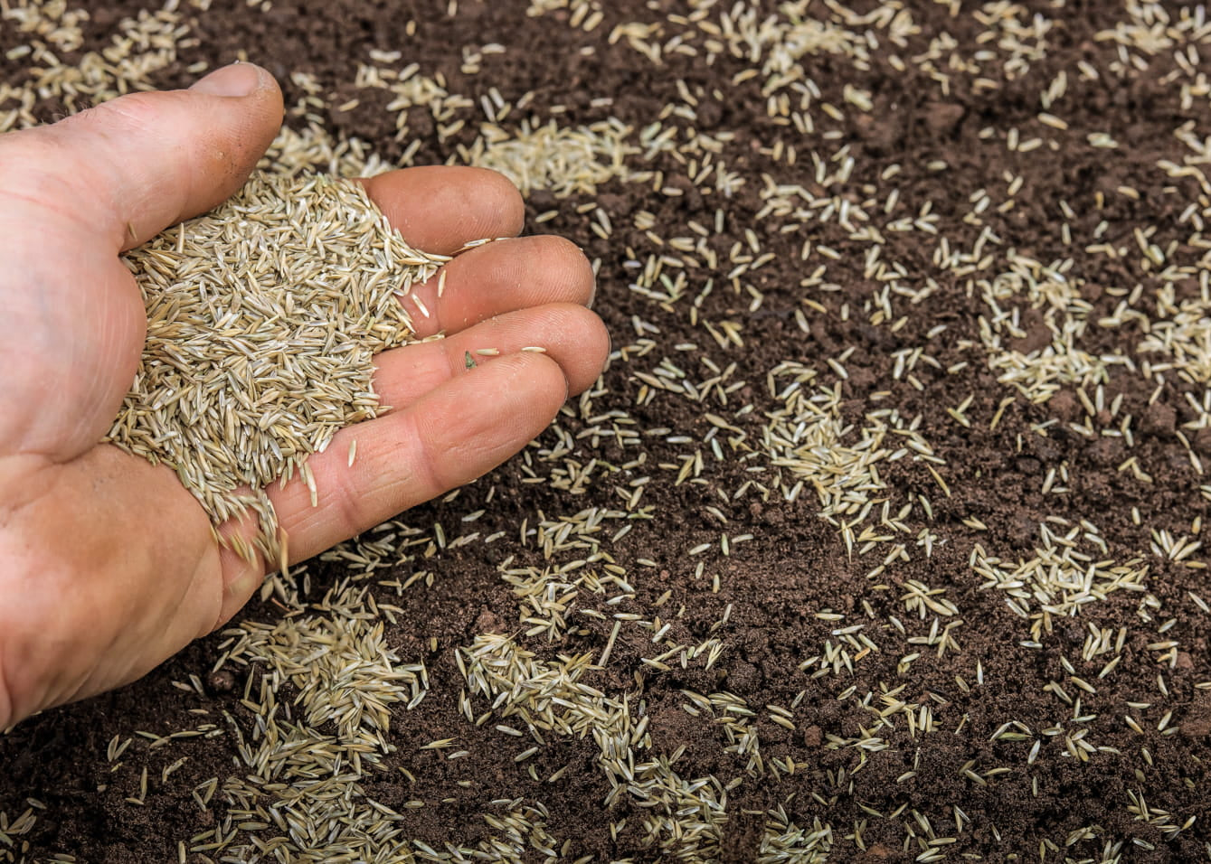 Hand spreading grass lawn seed and grass seed over soil. Showcasing amenity lawn seed, grass lawn seed, lawn grass seed, garden grass seed, seed mixtures, amenity grass, sport grass seed, grass seed on football pitch, sowing grass, growing a lawn from seed, growing grass from seed, grass seed planting.