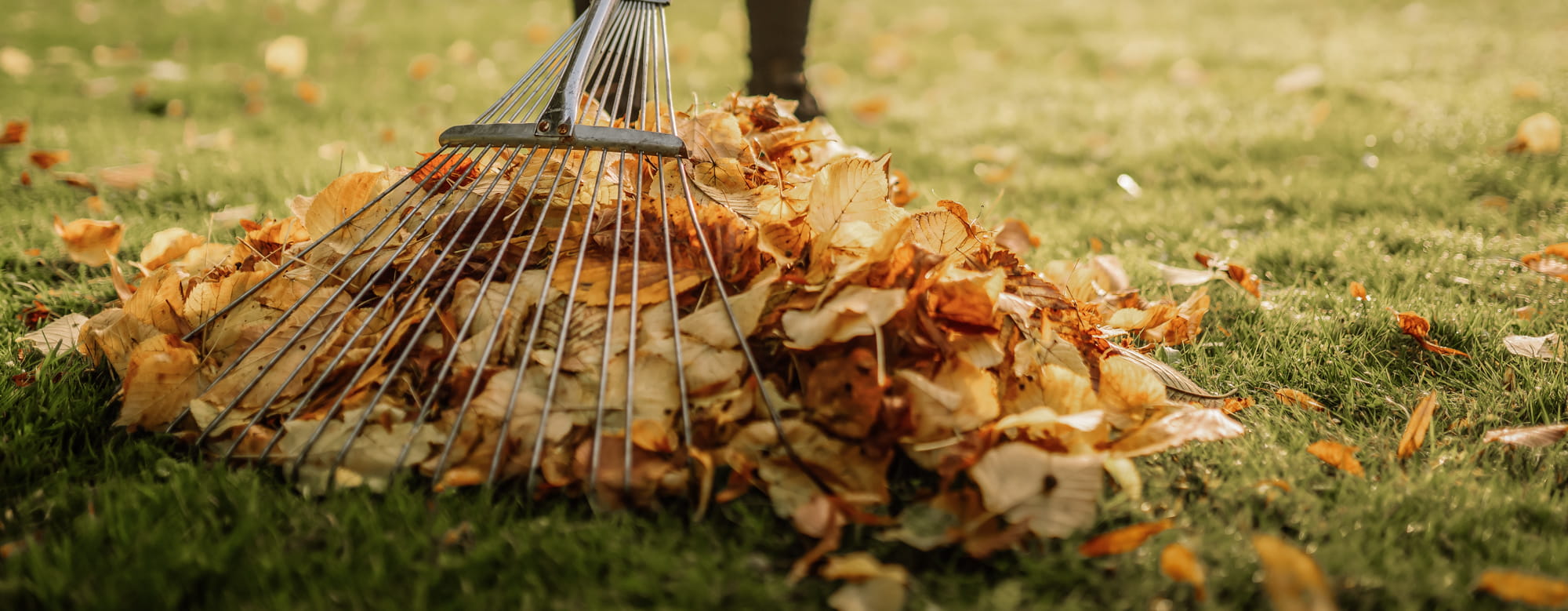 Person using a rake to collect leaves on a grassy lawn. Representing our amenity lawn seed, grass lawn seed, lawn grass seed, garden grass seed, seed mixtures, amenity grass, sport grass seed, grass seed on football pitch, winter lawn care, autumn lawn care, spring lawn care, lawn aftercare.