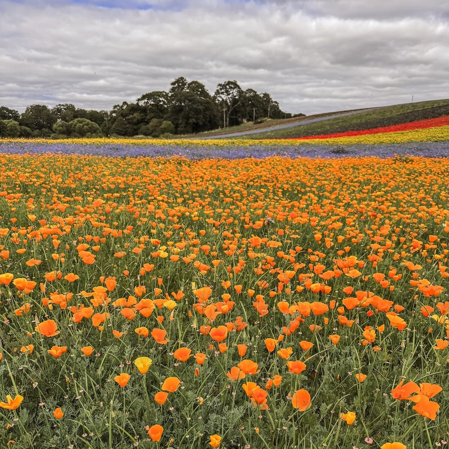 Strips of wildflowers in bloom in a Scottish field with Californian Poppy in the forefront.