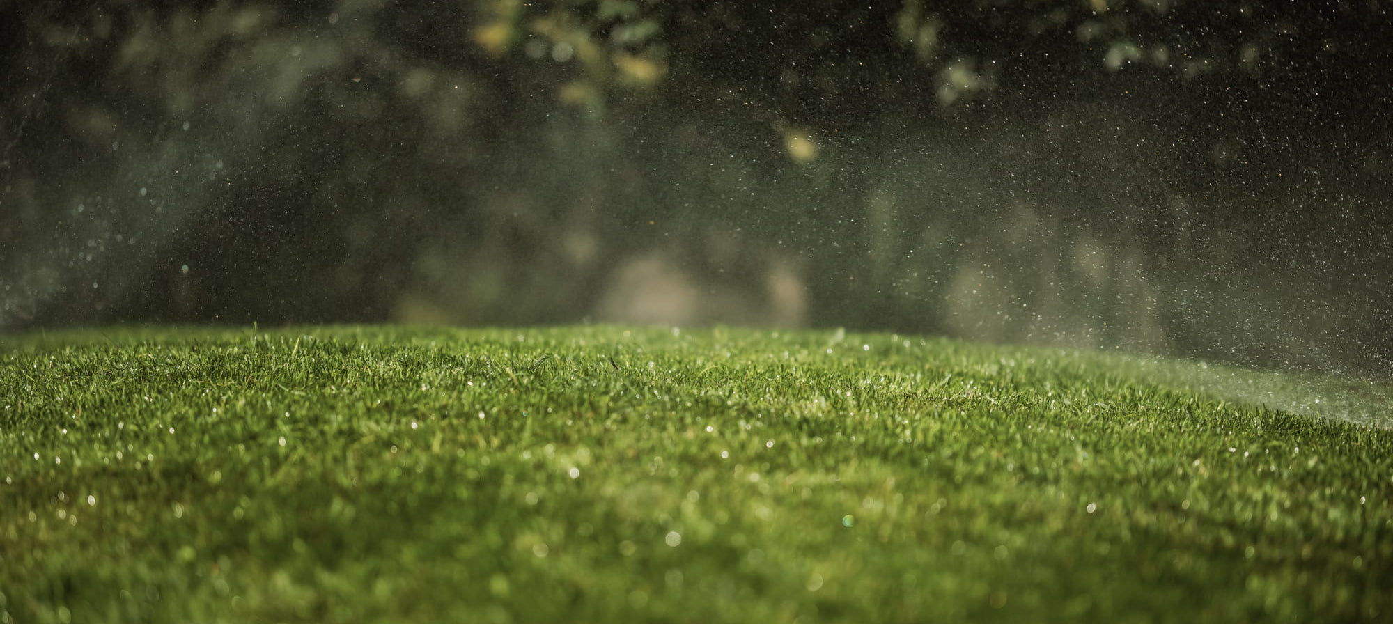 Green grass with water droplets on a garden lawn. Representing our amenity lawn seed, grass lawn seed, lawn grass seed, garden grass seed, seed mixtures, amenity grass, sport grass seed, grass seed on football pitch, winter lawn care, autumn lawn care, spring lawn care, lawn aftercare.