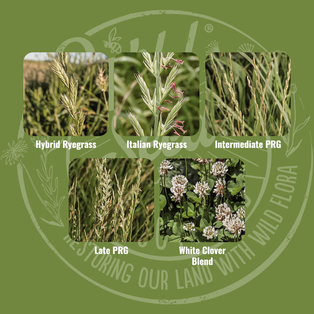 Mix specification for Wild Seed Scotland's Super Crop Farming Grass Seed Mix featuring 3-4 Year Cut and Graze Agricultural Grass Seed Mix. A picture of each grass grown labelled as: Hybrid Ryegrass (Tetraploid), Italian Ryegrass (Diploid), Intermediate Perennial Ryegrass (Diploid), Late Perennial Ryegrass (Tetraploid) and White Clover Blend. Which is grass seed agricultural, agricultural grass seed, grass seed agriculture, agriculture grass seed, grass seed for horses, grass seed for paddocks.