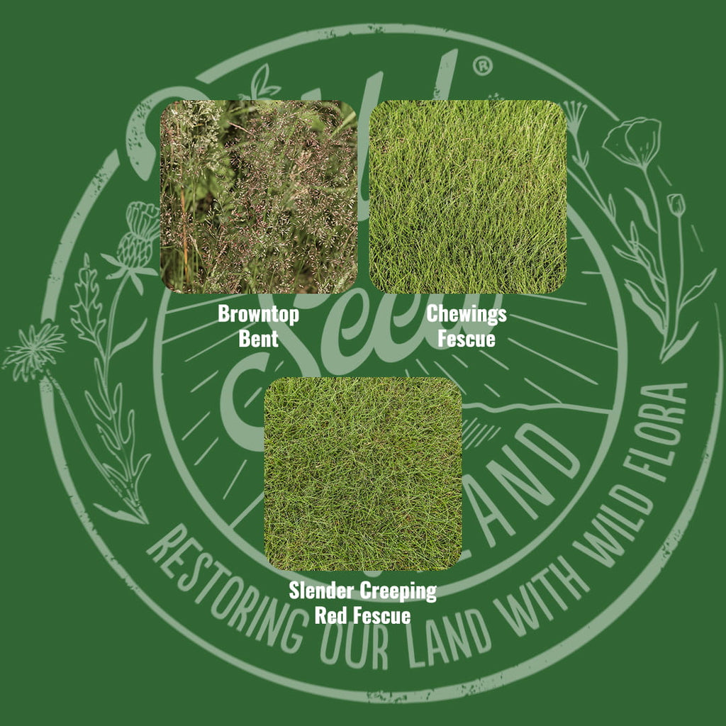 Mix specification for Wild Seed Scotland's Tartan Turf Sports Grass Seed Mix featuring Traditional Greens Sports Grass Seed Mix. A picture of each grass grown labelled as: Browntop Bent, Chewings Fescue and Slender Creeping Red Fescue.
