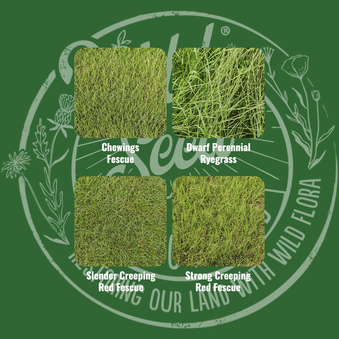 Mix specification for Wild Seed Scotland's Tee Up Classic Sports Grass Seed Mix featuring Tees & Fairways Grass Seed Mix. A picture of each grass grown labelled as: Chewings Fescue, Dwarf Perennial Ryegrass, Slender Creeping Red Fescue and Strong Creeping Red Fescue.