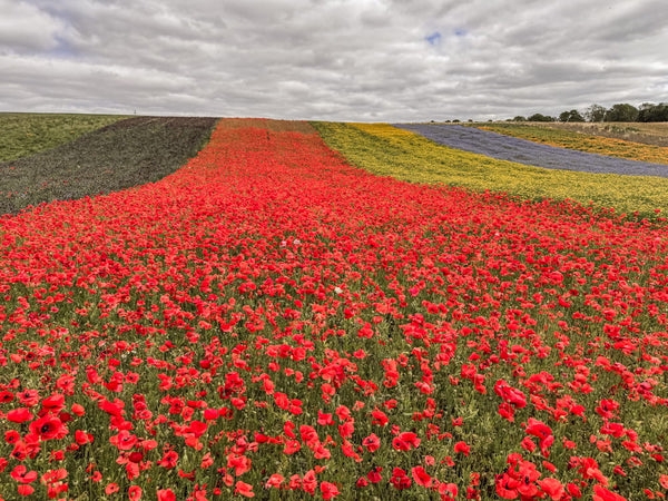 Field of strips of wildflowers including Field Poppy under a cloudy sky. To showcase british wild flower seeds, british wildflower seeds, wildflower mixes, mixed wildflower seeds, uk wildflower seeds, wildflower meadows, wildflower meadow, universal wildflower mix, meadow with wildflowers.