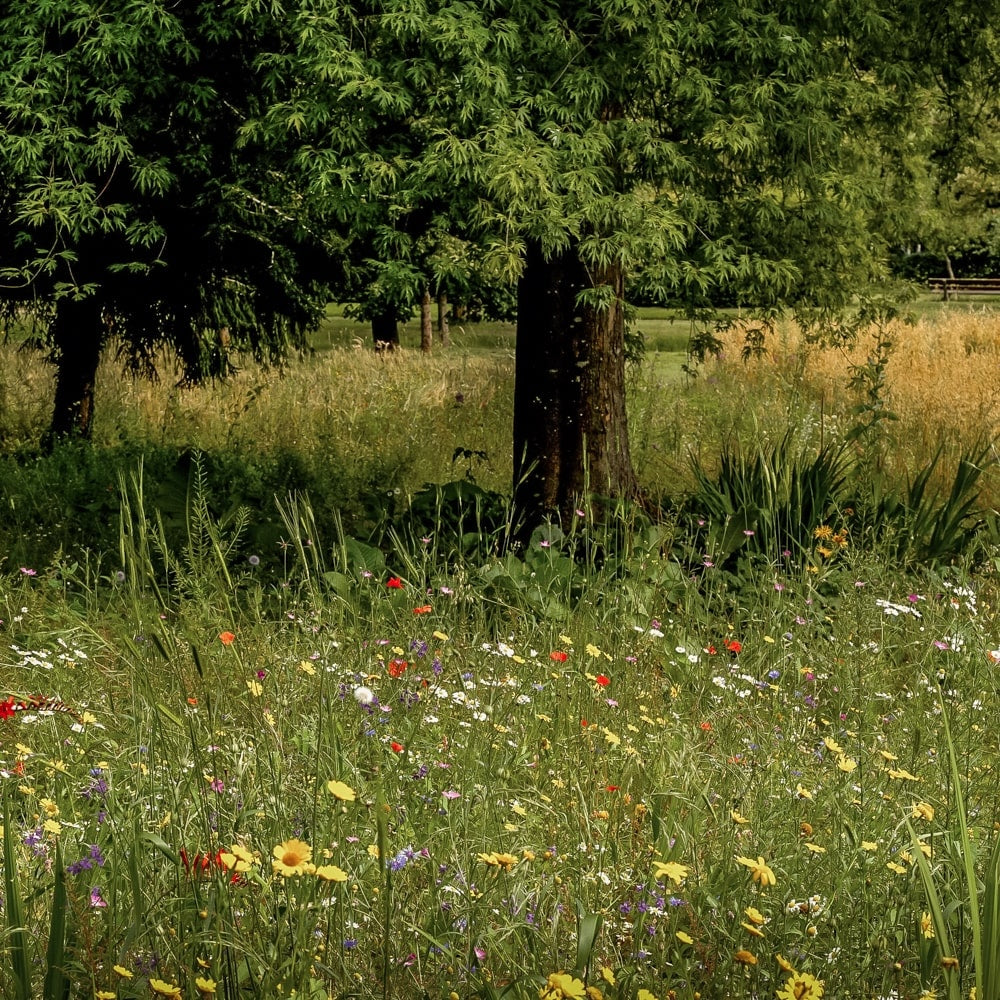 Wildflower seed mix uk field blooming with trees in the background. To highlight Wild Seed Scotland's wildflower sowing, wildflower preparation, wildflower meadow sowing instructions, british wild flower seeds, british wildflower seeds, wildflower mixes, mixed wildflower seeds, uk wildflower seeds, wildflower meadows, wildflower meadow, cost-effective wildflower meadow