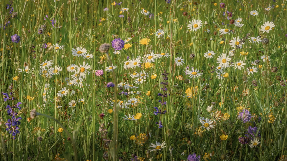 Wildflower meadow with daisies and other assorted flowers in a natural setting. To highlight Wild Seed Scotland's wildflower aftercare, wildflower maintenance, wildflower meadow maintenance, british wild flower seeds, british wildflower seeds, wildflower mixes, mixed wildflower seeds, uk wildflower seeds, wildflower meadows, wildflower meadow, cost-effective wildflower meadow.