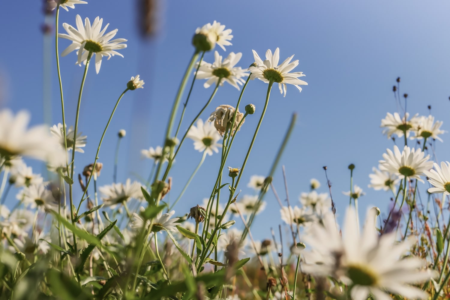 A low maintenance wildflower garden reaching towards the blue sky in spring after months of wildflower maintenance. To highlight Wild Seed Scotland's wildflower aftercare, wildflower maintenance, wildflower meadow maintenance, british wild flower seeds, british wildflower seeds, wildflower mixes, mixed wildflower seeds, uk wildflower seeds, wildflower meadows, wildflower meadow, cost-effective wildflower meadow.