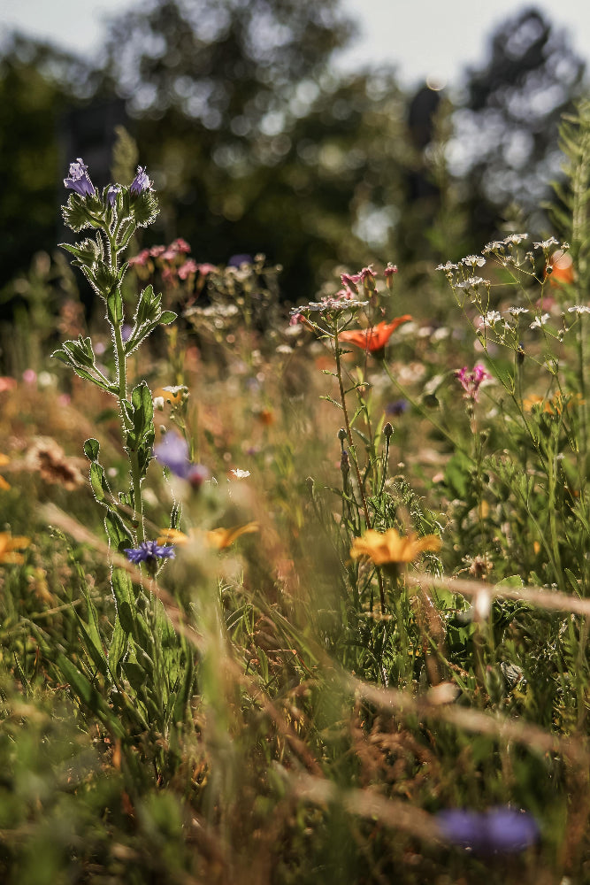 Close-up of a wildflower mixture in bloom including Vipers Bugloss, Corn Marigold, Cornflower, Cow Parsley and Red Campion. To highlight Wild Seed Scotland's british wild flower seeds, british wildflower seeds, wildflower mixes, mixed wildflower seeds, uk wildflower seeds, wildflower meadows, wildflower meadow, cost-effective wildflower meadow.
