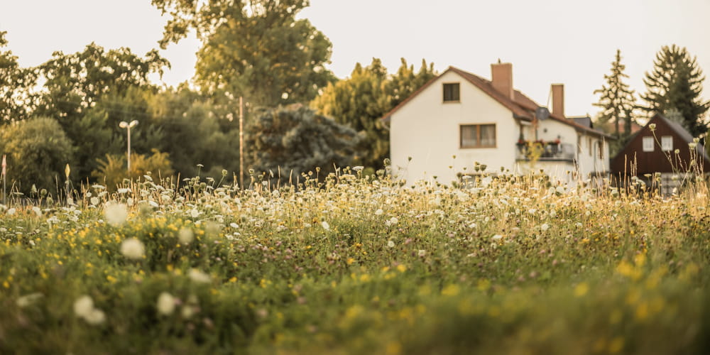 White house with a red roof surrounded by a field of wildflowers and trees. To highlight Wild Seed Scotland's wildflower aftercare, wildflower maintenance, wildflower meadow maintenance, british wild flower seeds, british wildflower seeds, wildflower mixes, mixed wildflower seeds, uk wildflower seeds, wildflower meadows, wildflower meadow, cost-effective wildflower meadow.