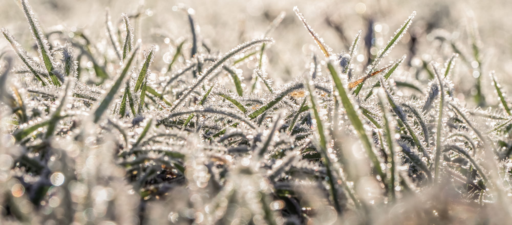 Frost-covered grass with a blurred background. Representing our amenity lawn seed, grass lawn seed, lawn grass seed, garden grass seed, seed mixtures, amenity grass, sport grass seed, grass seed on football pitch, winter lawn care, autumn lawn care, spring lawn care, lawn aftercare.