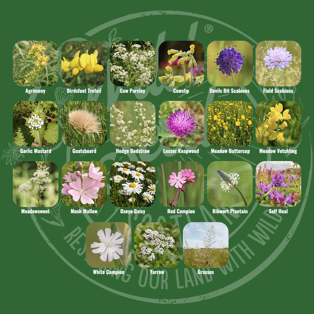 Mix specification for Wild Seed Scotland's Woodland Edge featuring Hedgerow & Shade Meadow Wildflower Mix. A picture of each wildflower in bloom and labelled as: Agrimony, Birdsfoot Trefoil, Cow Parsley, Cowslip, Devils Bit Scabious, Field Scabious, Garlic Mustard, Goatsbeard, Hedge Bedstraw, Lesser Knapweed, Meadow Buttercup, Meadow Vetchling, Meadowsweet, Musk Mallow, Oxeye Daisy, Red Campion, Ribwort Plantain, Self Heal, White Campion, Yarrow and Grasses.
