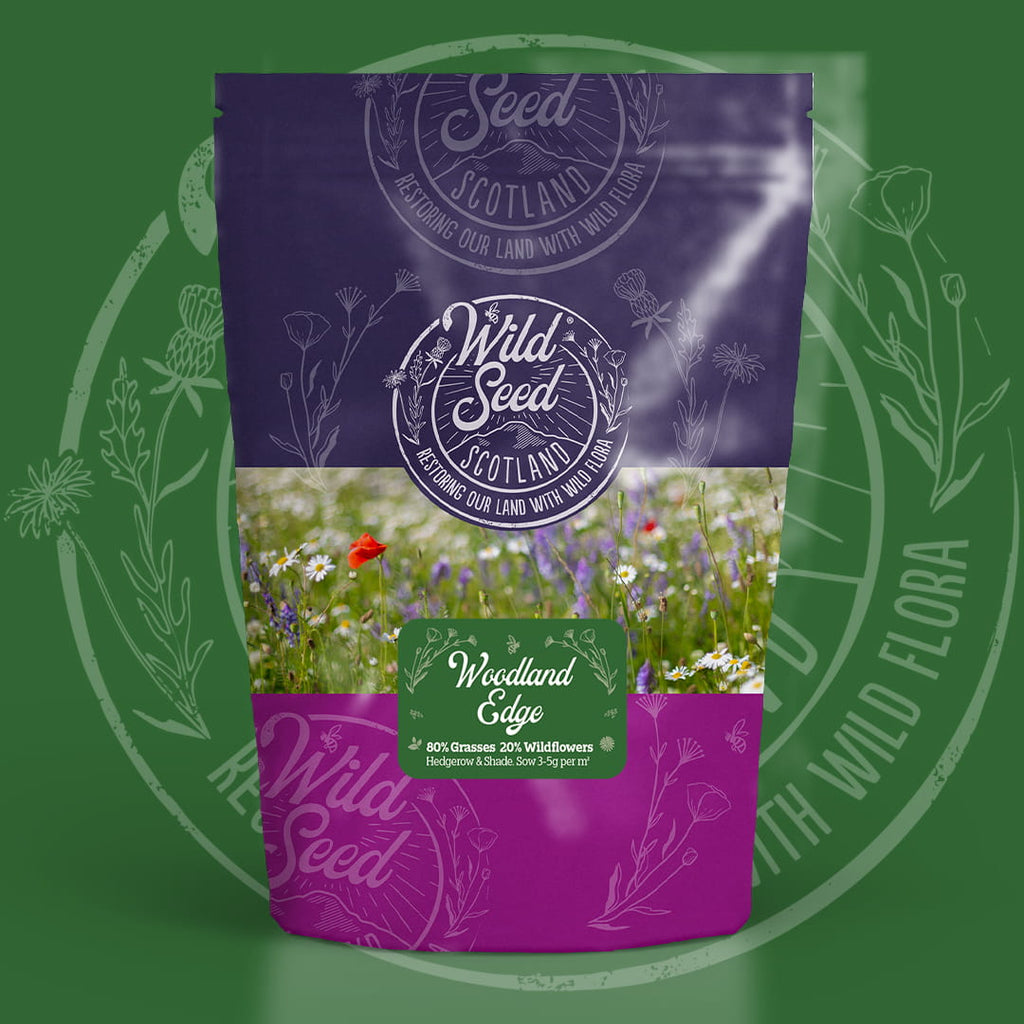 A Wild Seed Scotland packet of wildflower seed mix uk of Woodland Edge featuring Hedgerow & Shade Meadow Wildflower Mix which is a wildflower with grass seed mixture. To highlight british wild flower seeds, british wildflower seeds, wildflower mixes, mixed wildflower seeds, uk wildflower seeds, wildflower meadows, wildflower meadow, woodlands wildflower mix, meadow with wildflowers, wildflowers for woodlands.